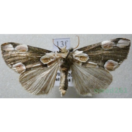 Thyatira batis (Linnaeus, 1758) Plamówka malinówka Czech13f